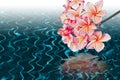 Beautiful flowers on the ripple water surface pattern Royalty Free Stock Photo