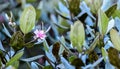 Beautiful flowers of Rose Myrtle tree Rhodomyrtus tomentosa aka Seeta-pera in Sinhala, Native. An ornamental tree grows above