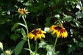 Beautiful flowers of rudbeckia with ray-like petals and a flat, dark eye center. Black-eyed Susan