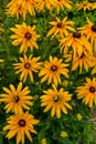 Beautiful flowers of rudbeckia Royalty Free Stock Photo