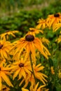 Beautiful flowers of rudbeckia Royalty Free Stock Photo