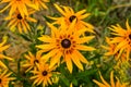 Beautiful flowers of rudbeckia Royalty Free Stock Photo