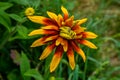 Beautiful flowers of rudbeckia Royalty Free Stock Photo