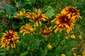 Beautiful flowers of rudbeckia Royalty Free Stock Photo