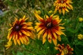 Beautiful flowers of rudbeckia Royalty Free Stock Photo