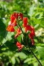 Beautiful flowers of Runner Bean Plant Phaseolus coccineus growing in the garden Royalty Free Stock Photo