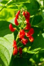 Beautiful flowers of Runner Bean Plant Phaseolus coccineus growing in the garden Royalty Free Stock Photo