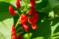 Beautiful flowers of Runner Bean Plant Phaseolus coccineus growing in the garden Royalty Free Stock Photo