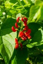 Beautiful flowers of Runner Bean Plant Phaseolus coccineus growing in the garden Royalty Free Stock Photo