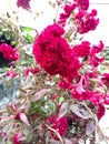 Beautiful flowers of sadabahar in Bihar India