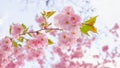 Beautiful flowers. Sakura branch, cherry blossoms. Spring blooming sakura Royalty Free Stock Photo