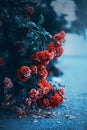 Beautiful flowers of scarlet roses fade, dropping red petals on the hard asphalt. The transience of beauty Royalty Free Stock Photo