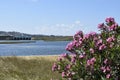 Beautiful flowers by the sea