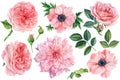 Beautiful flowers. Set of botanical drawings on a white isolated background. Watercolor pink anemones, roses, dahlias Royalty Free Stock Photo