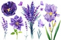 Beautiful flowers set on isolated white background, watercolor illustration, clematis, iris, lavender, tulip and lilac Royalty Free Stock Photo