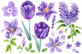 Beautiful flowers set on isolated white background, watercolor illustration, clematis, orchid, lavender, tulip and lilac Royalty Free Stock Photo