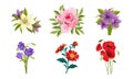 Beautiful Flowers Set, Lily, Peony, Poppy, Gerbera Vector Illustration Royalty Free Stock Photo