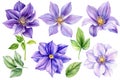 Beautiful flowers set, purple climates on an isolated white background. Watercolor illustrations, floral elements Royalty Free Stock Photo