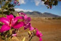 Flowers and Mountains