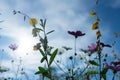 Beautiful flowers with sky as the background at Mon Jam,Chiang M