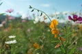 Beautiful flowers with sky as the background at Mon Jam,Chiang M