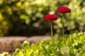 Two red garden daisies on a tiny flower bed . Royalty Free Stock Photo