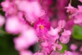 beautiful flowers , soft focus Royalty Free Stock Photo