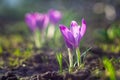 Beautiful flowers of soft purple crocuses are illuminated by the rays of the sun