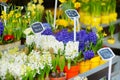 Beautiful flowers sold on outdoor flower shop