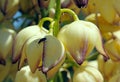 Flowers of Chaparral yucca, our Lord`s candle, Spanish bayonet, Quixote yucca or foothill yucca