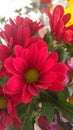 Beautiful flowers, spring birthday bouquet, daisies