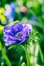 Beautiful flowers in spring royal Keukenhof garden, colorful sunny floral background