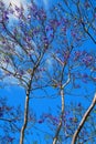 Beautiful flowers on a spring tree. Seasons in nature. Vertical shot.