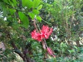 Beautiful flowers in sri lanka Royalty Free Stock Photo