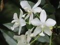 Beautiful flowers from Sri Lanka