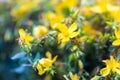 Beautiful flowers of St. John's wort Royalty Free Stock Photo