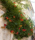 Beautiful flowers on street in Valldemossa, famous old mediterranean village of Majorca Spain. Royalty Free Stock Photo