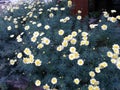 Beautiful Flowers on the streets of Brazil