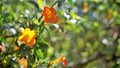 Beautiful flowers of Streptosolen jamesonii also known as marmalade bush, orange browallia, Firebush etc Royalty Free Stock Photo