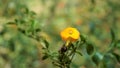 Beautiful flowers of Streptosolen jamesonii also known as marmalade bush, orange browallia, Firebush etc Royalty Free Stock Photo