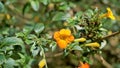 Beautiful flowers of Streptosolen jamesonii also known as marmalade bush, orange browallia, Firebush etc Royalty Free Stock Photo