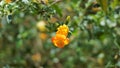 Beautiful flowers of Streptosolen jamesonii also known as marmalade bush, orange browallia, Firebush etc Royalty Free Stock Photo