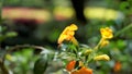 Beautiful flowers of Streptosolen jamesonii also known as marmalade bush, orange browallia, Firebush etc Royalty Free Stock Photo