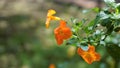 Beautiful flowers of Streptosolen jamesonii also known as marmalade bush, orange browallia, Firebush etc Royalty Free Stock Photo