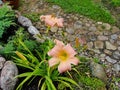 Beautiful flowers in the summer garden. large pink Terry daylilies. Royalty Free Stock Photo