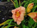 Beautiful flowers in the summer garden. large pink Terry daylilies. Royalty Free Stock Photo