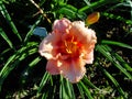 Beautiful flowers in the summer garden. large pink Terry daylilies. Royalty Free Stock Photo