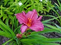 Beautiful flowers in the summer garden. large purple Terry daylilies. Royalty Free Stock Photo