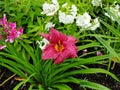 Beautiful flowers in the summer garden. large red Terry daylilies and Phlox. Royalty Free Stock Photo