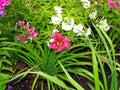 Beautiful flowers in the summer garden. large red Terry daylilies and Phlox. Royalty Free Stock Photo